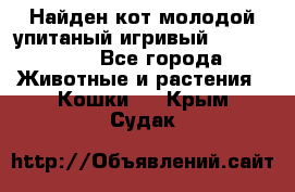 Найден кот,молодой упитаный игривый 12.03.2017 - Все города Животные и растения » Кошки   . Крым,Судак